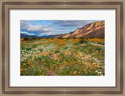 Framed Desert Wildflowers in Henderson Canyon Print