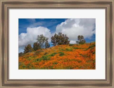 Framed Poppies, Trees &amp; Clouds Print