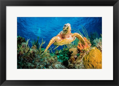 Framed Hawksbill Turtle Wwimming through Caribbean Reef Print