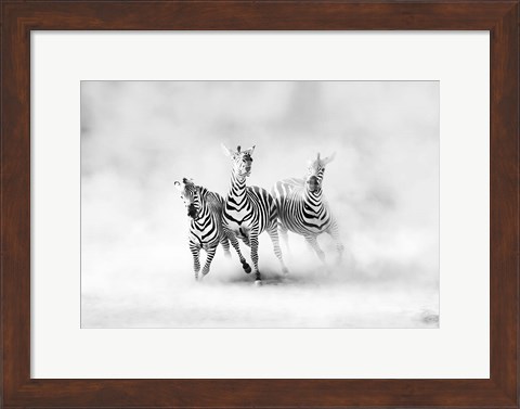 Framed Zebras Print