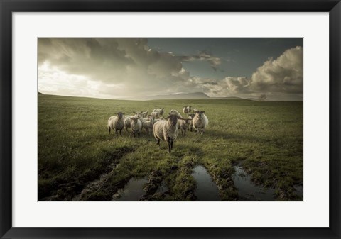 Framed Sheep Print