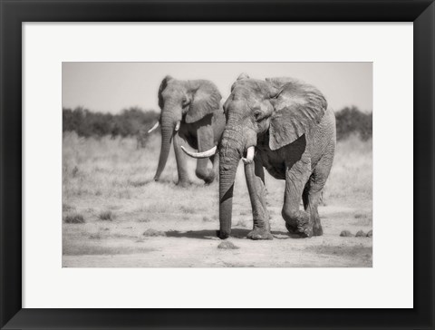 Framed Twin Elephants Print