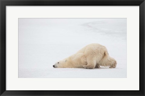 Framed Sliding Bear Print