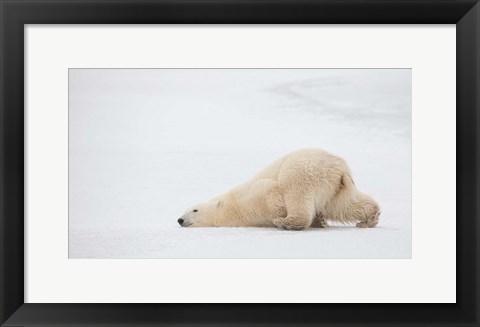 Framed Sliding Bear Print