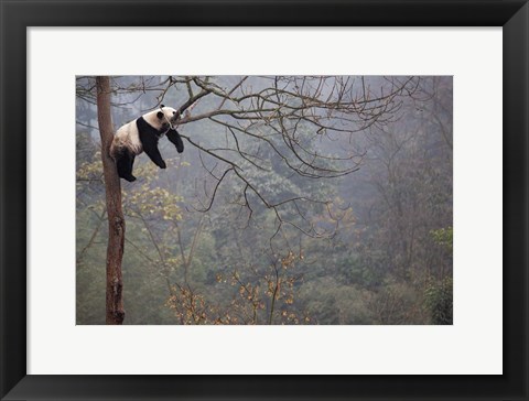 Framed Lazy Panda Print