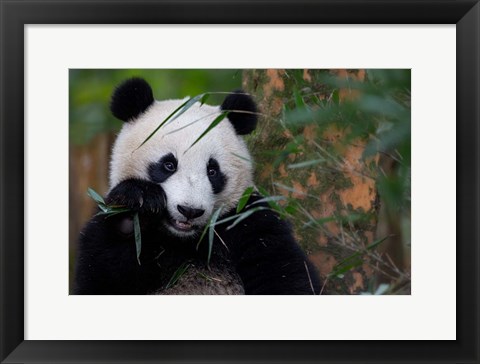 Framed Bamboo Time Print