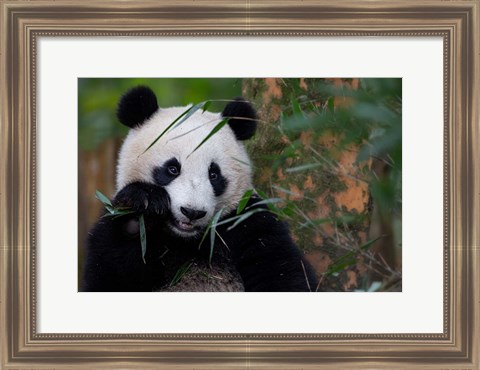 Framed Bamboo Time Print