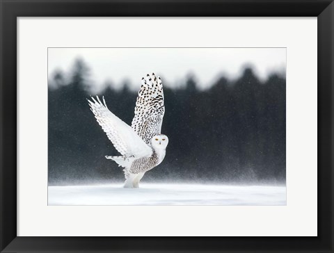 Framed Take Off Print