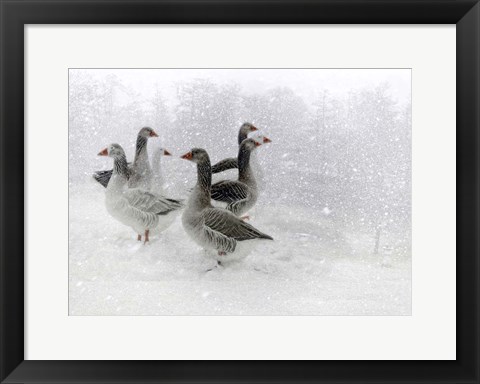 Framed Lost in a White World Print