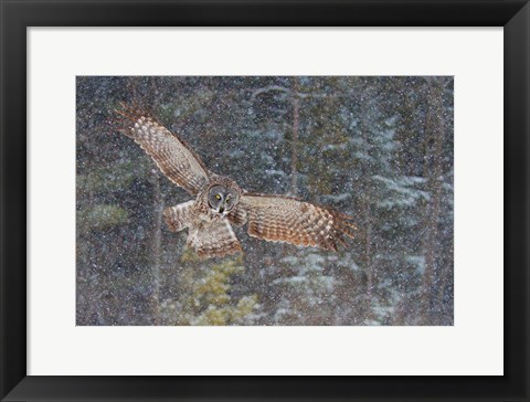 Framed Great Grey Owl in Snowfall Print