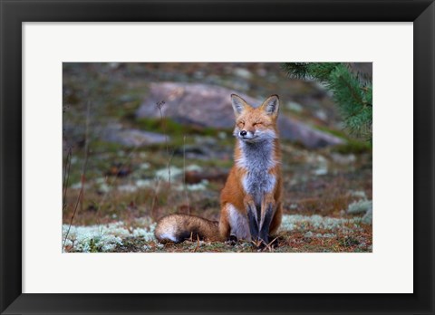 Framed Fox Zen - Algonquin Park Print