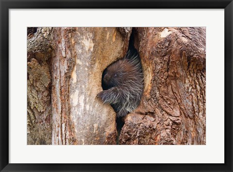 Framed Baby Porcupine in Tree Print