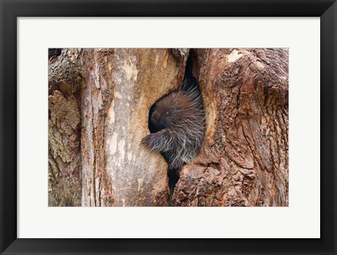 Framed Baby Porcupine in Tree Print