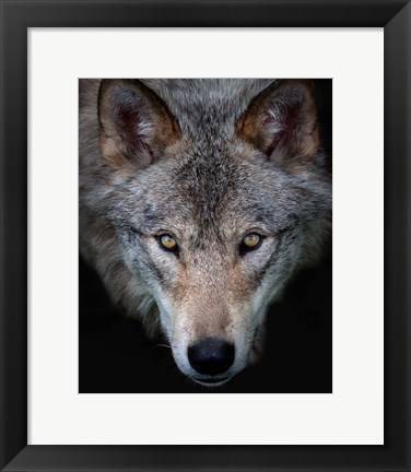 Framed Timber Wolf Print