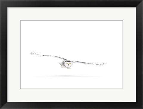 Framed Snowy Owl on the Hunt Print