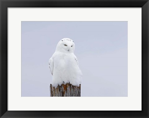 Framed Snowy Owl - The Ghost Print