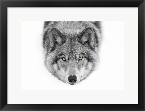 Framed Yellow Eyes - Timber Wolf Print