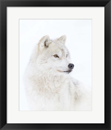 Framed Portrait of an Arctic Wolf Print