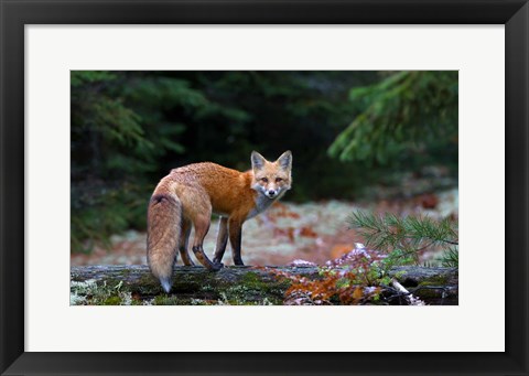 Framed Red Fox in Algonquin Park Print