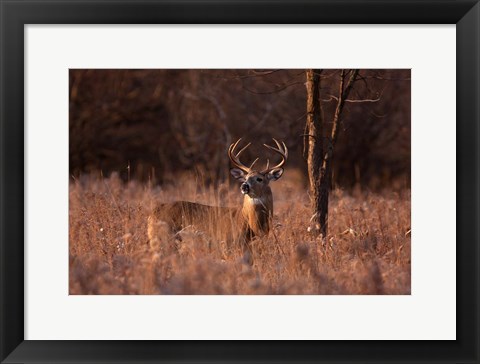 Framed Basking in the Light - White-tailed Buck Print