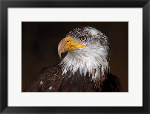 Framed Caged - Bald Eagle Print