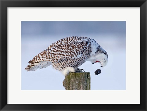 Framed Snowy Owl - Cough it up Buddy Print