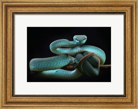 Framed Trimeresurus Insularis (Blue) Print