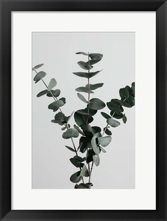 Framed Eucalyptus Natural 1 Print