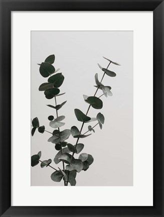 Framed Eucalyptus Natural 4 Print