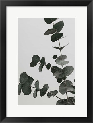 Framed Eucalyptus Natural 5 Print