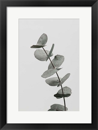 Framed Eucalyptus Natural 6 Print