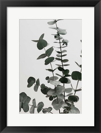 Framed Eucalyptus Natural 7 Print