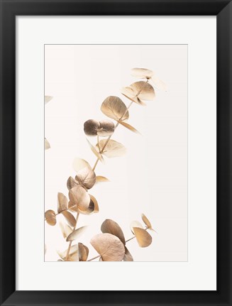 Framed Eucalyptus Gold No 3 Print