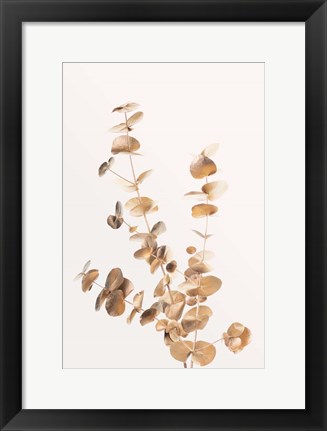 Framed Eucalyptus Gold No 4 Print