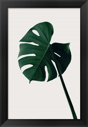 Framed Monstera Natural 7 Print