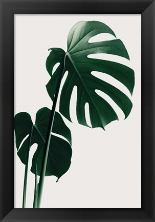 Framed Monstera Natural 16 Print