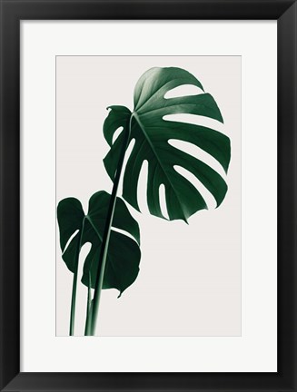 Framed Monstera Natural 16 Print