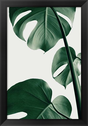 Framed Monstera Natural 37 Print