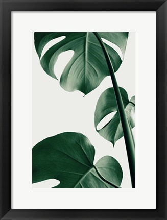 Framed Monstera Natural 37 Print