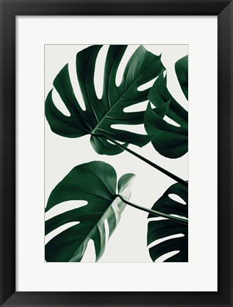 Framed Monstera Natural 43 Print