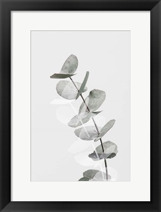 Framed Eucalyptus Creative 5 Print