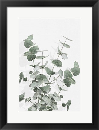 Framed Eucalyptus Creative 16 Print