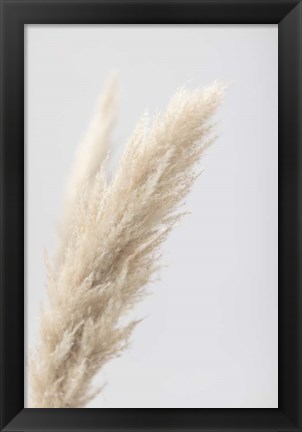 Framed Pampas Grass Grey 7 Print