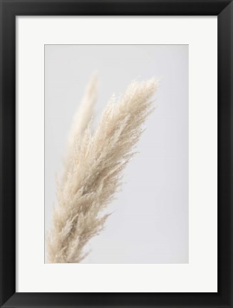 Framed Pampas Grass Grey 7 Print