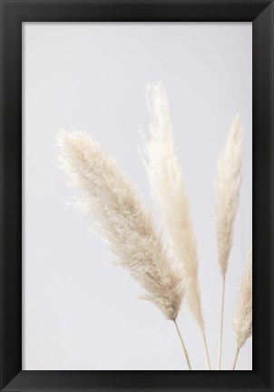 Framed Pampas Grass Grey 8 Print