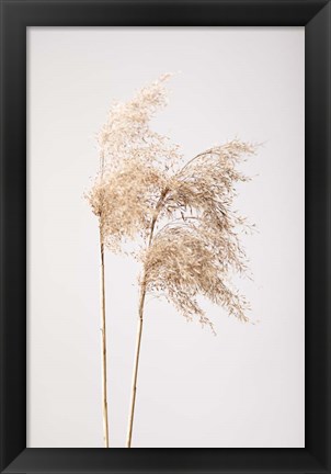 Framed Reed Grass Grey 2 Print