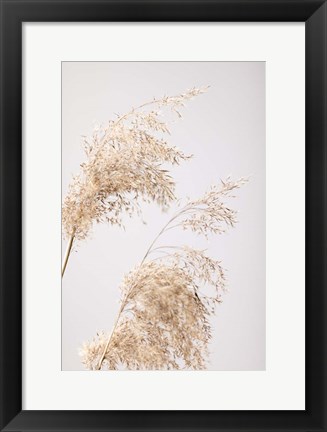 Framed Reed Grass Grey 6 Print