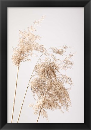 Framed Reed Grass Grey 7 Print