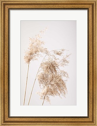 Framed Reed Grass Grey 7 Print