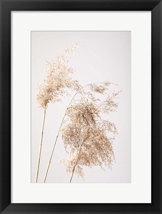 Framed Reed Grass Grey 7 Print